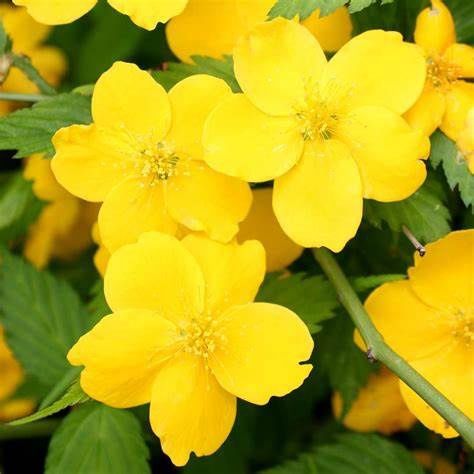 Kerria "Golden Guinea"