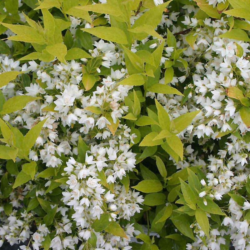 Deutzia "Chardonnay Pearls"