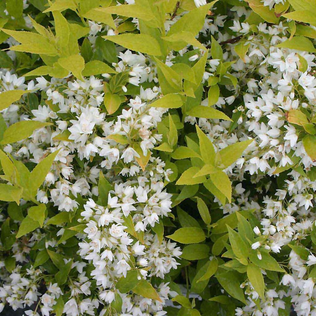 Deutzia "Chardonnay Pearls", Size: 3g