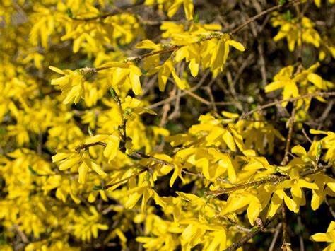 Forsythia