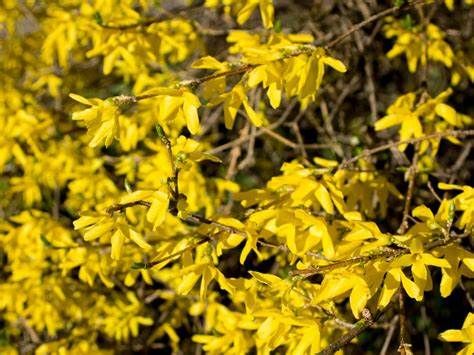 Forsythia "Lynwood Gold", Size: 3g