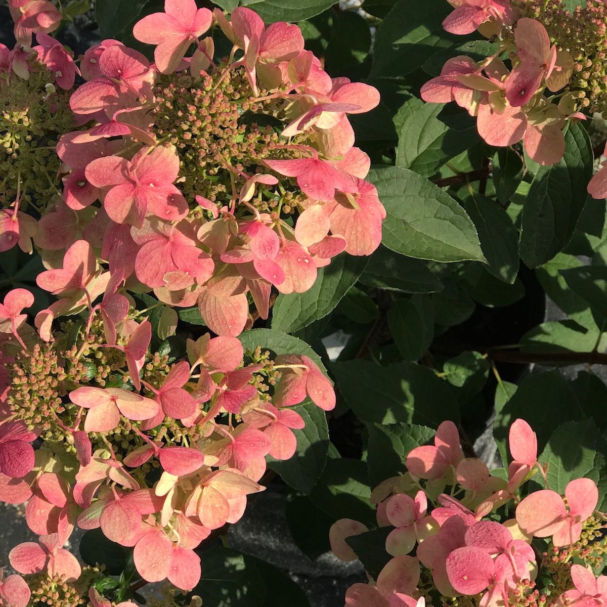 Panicle Hydrangea "Fire and Ice" Patio Tree, Size: 7g