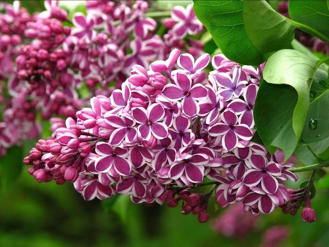 Common Lilac "Sensation", Size: 3g