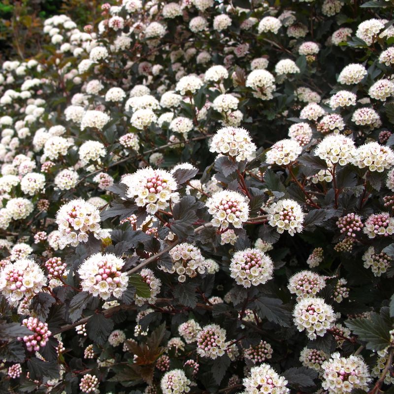 Ninebark "Summer Wine"