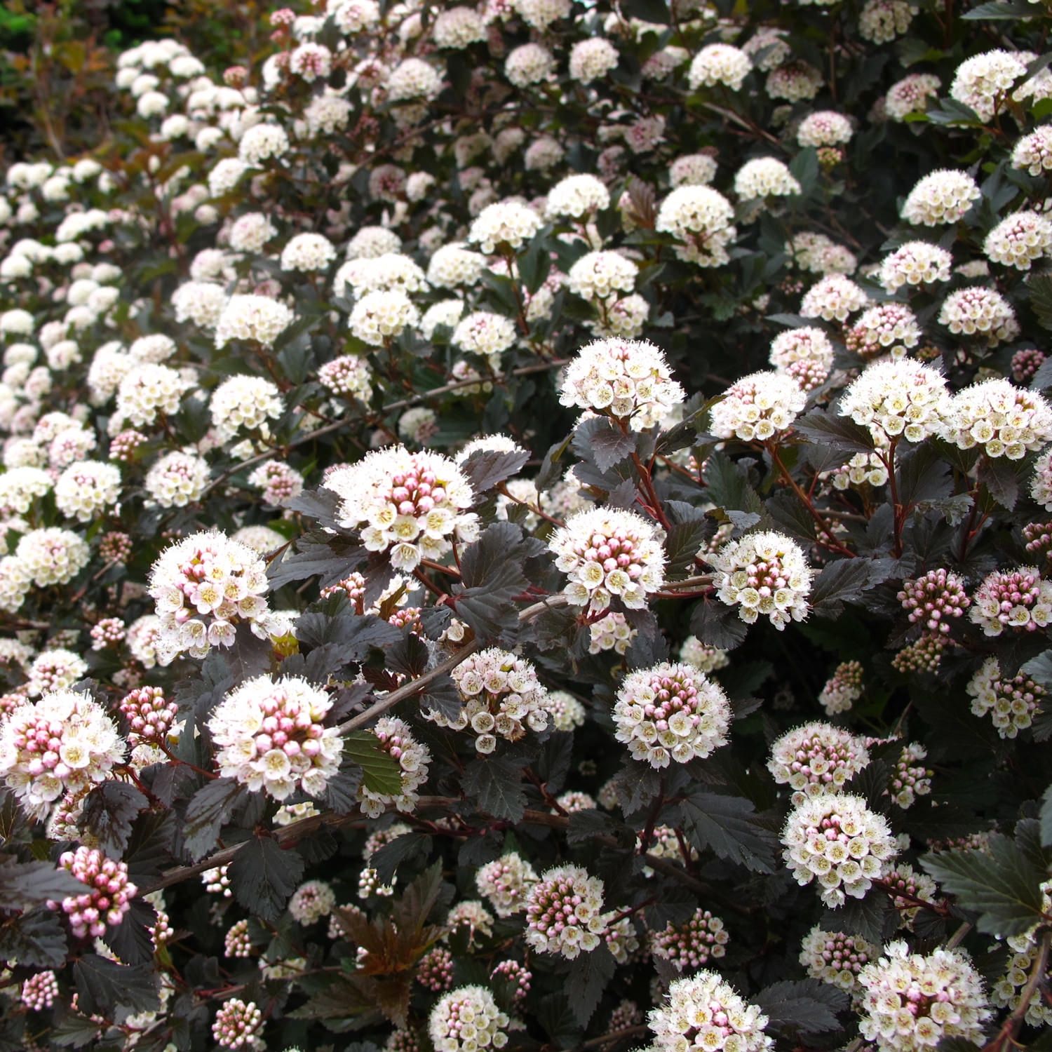 Ninebark "Summer Wine", Size: 3g