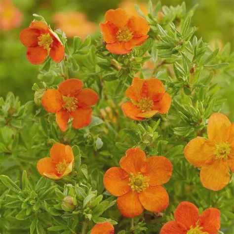 Potentilla "Bella Sol"