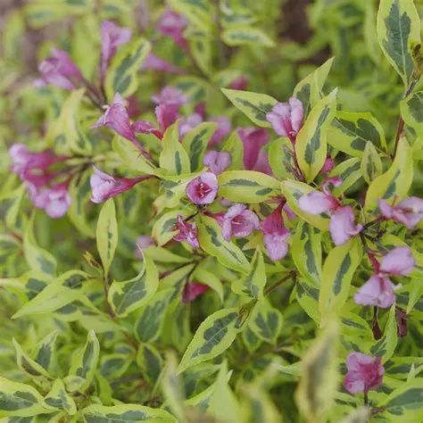 Weigela "Bubbly Wine"