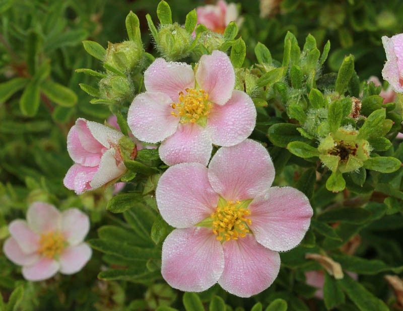 Potentilla "Happy Face 'Pink Paradise'"