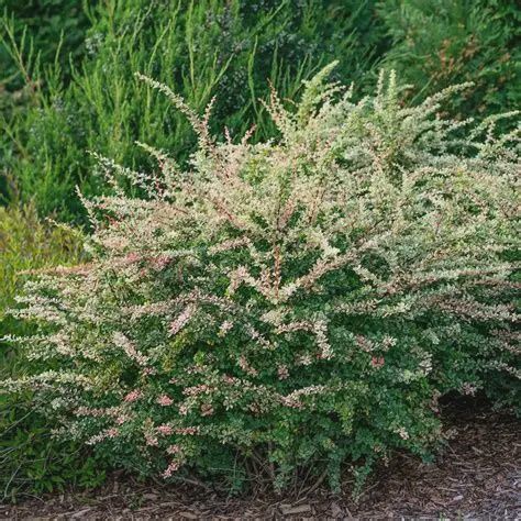 Barberry "Sunjoy 'Sequins'"