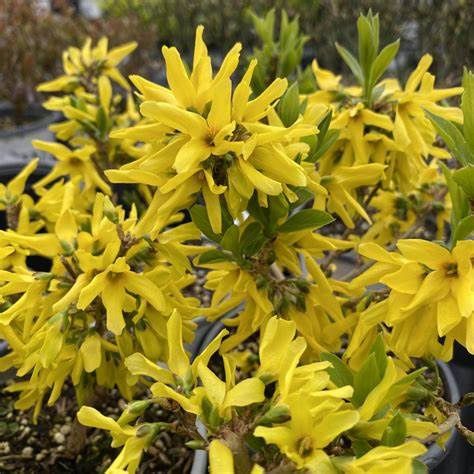 Forsythia "Show Off 'Sugar Baby'", Size: 2g