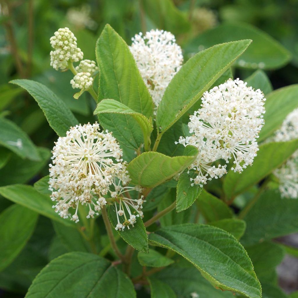 New Jersey Tea, Size: 3g