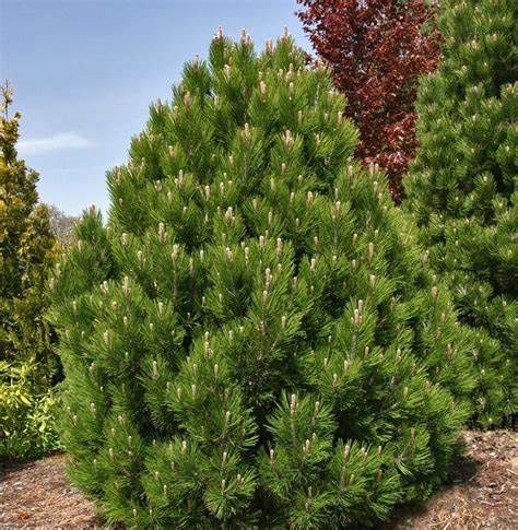 Bosnian Pine
