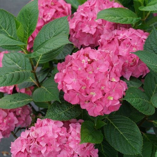 Bigleaf Hydrangea "Let's Dance 'Arriba!', Size: 3g