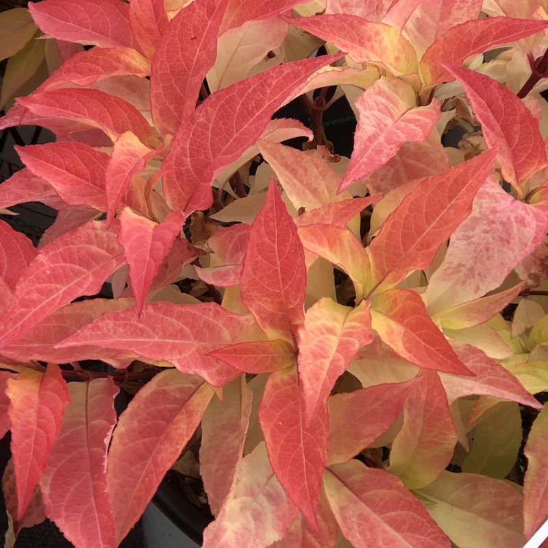 Honeysuckle Shrub "Kodiak Orange"