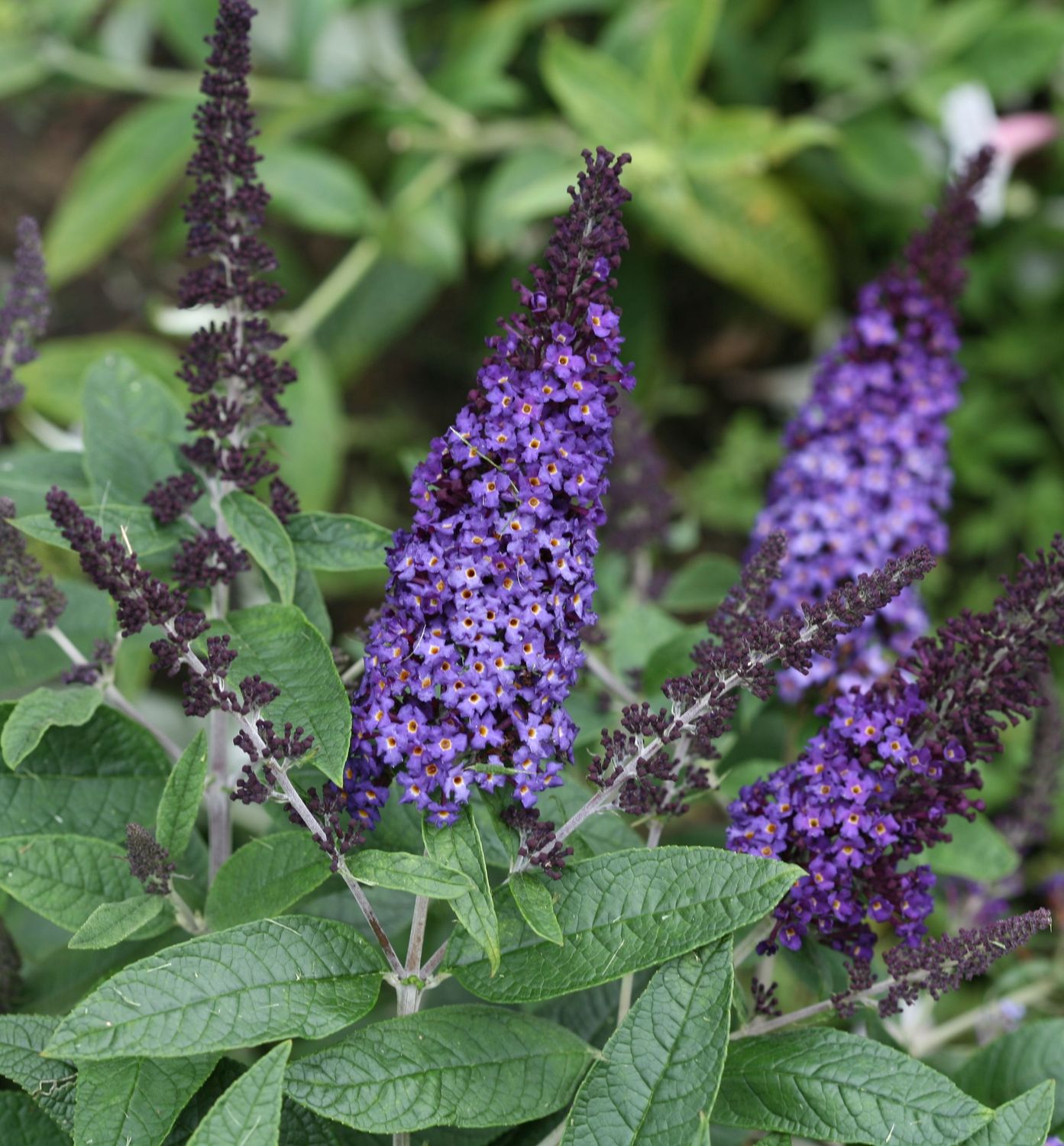 Butterfly Bush "Pugster Blue", Size: 3g