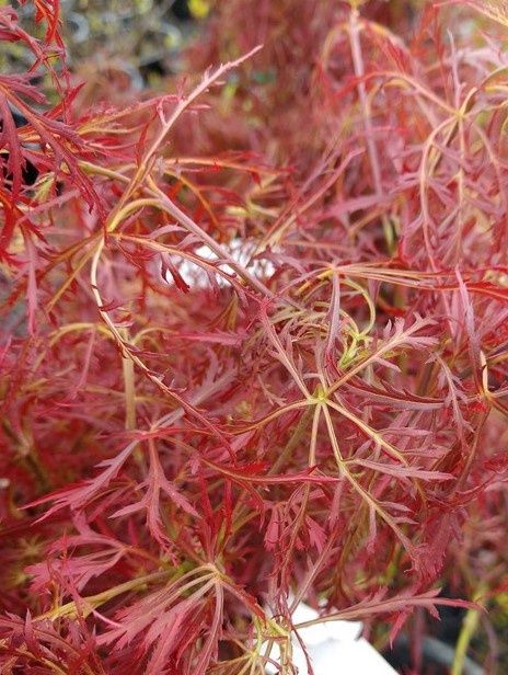 Japanese Maple "Baby Lace", Size: 5g