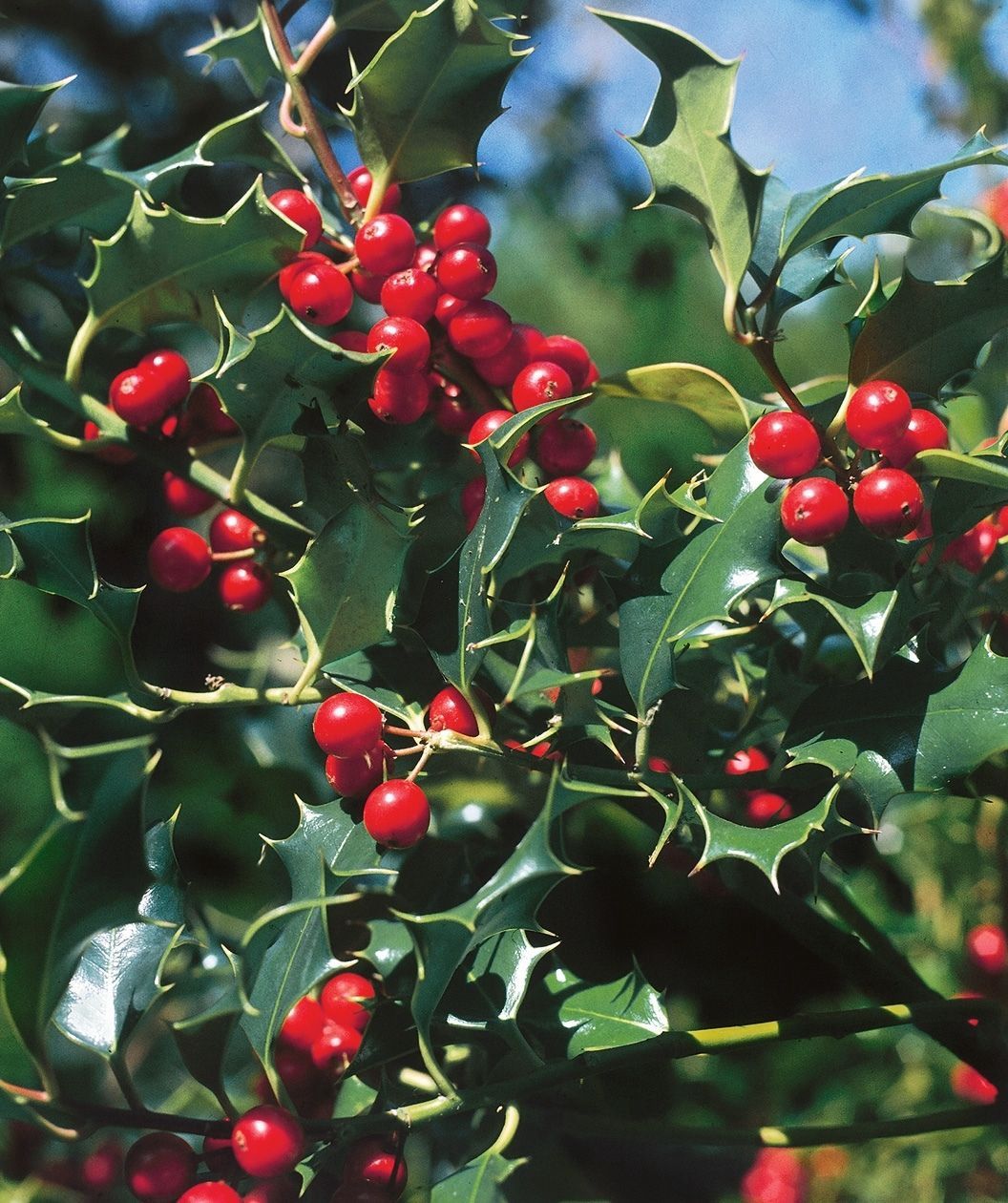 Holly "Dragon Lady", Size: 10g
