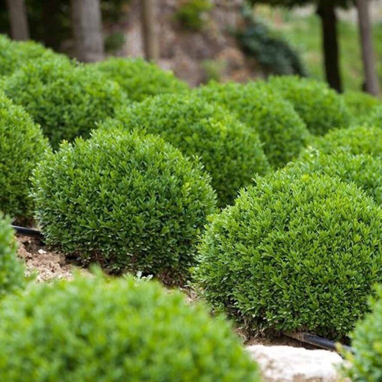 Boxwood "Green Velvet", Size: 2/3g