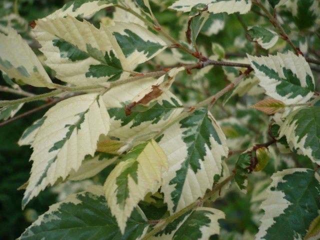 River Birch "Shiloh Splash"