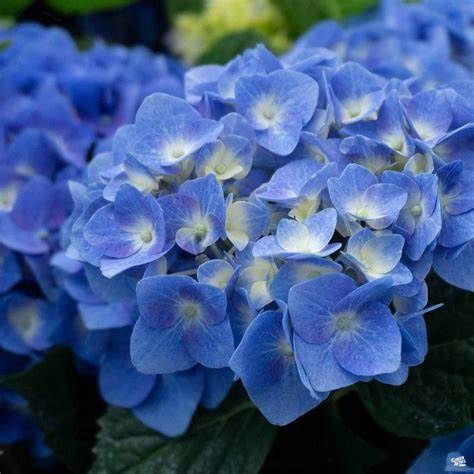 Bigleaf Hydrangea "Let's Dance 'Blue Jangles'", Size: 3g