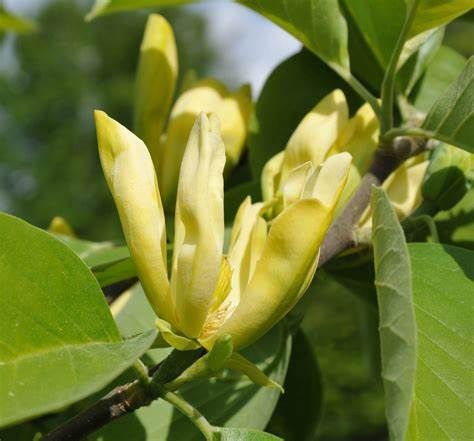 Cucumber Magnolia Tree, Size: 7g