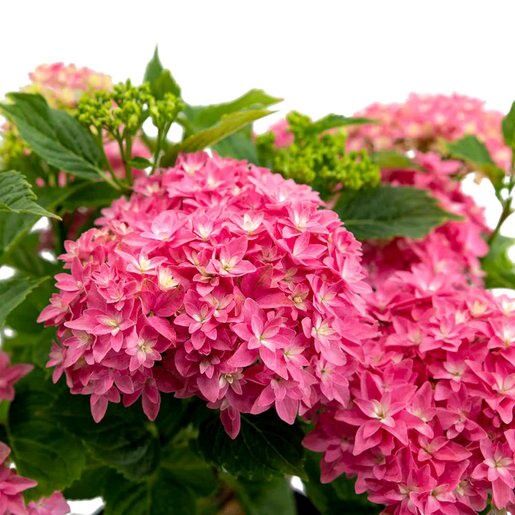 Bigleaf Hydrangea "Starfield", Size: 2g