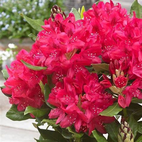 Rhododendron "Nova Zembla", Size: 3g