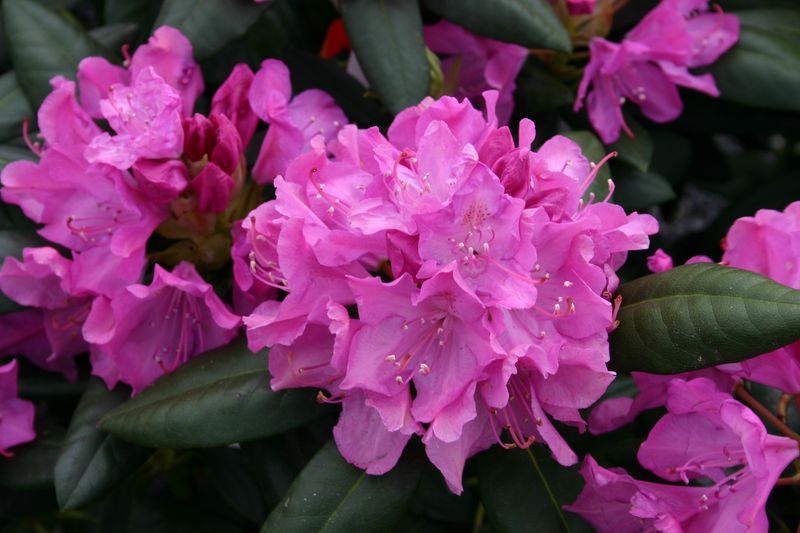 Rhododendron "Roseum Elegans"