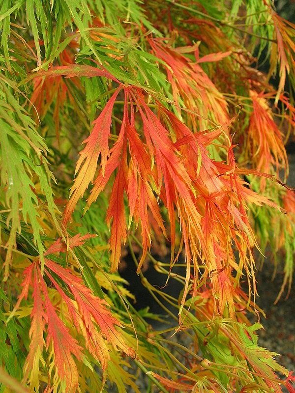 Japanese Maple "Sekimori", Size: O 20g