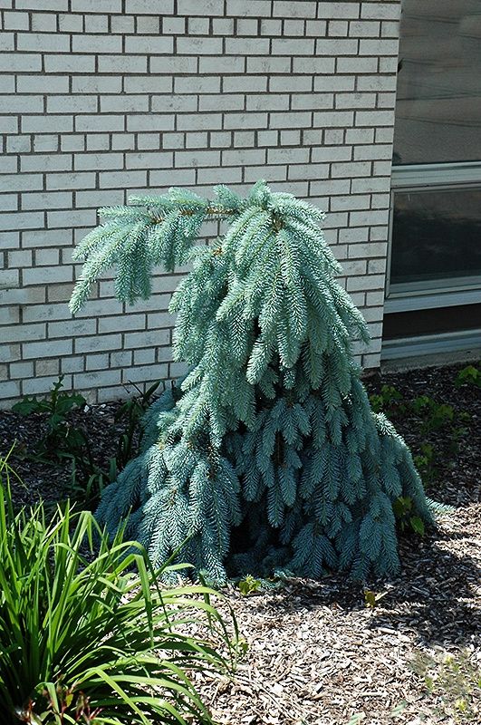 Blue Spruce "Slenderina"