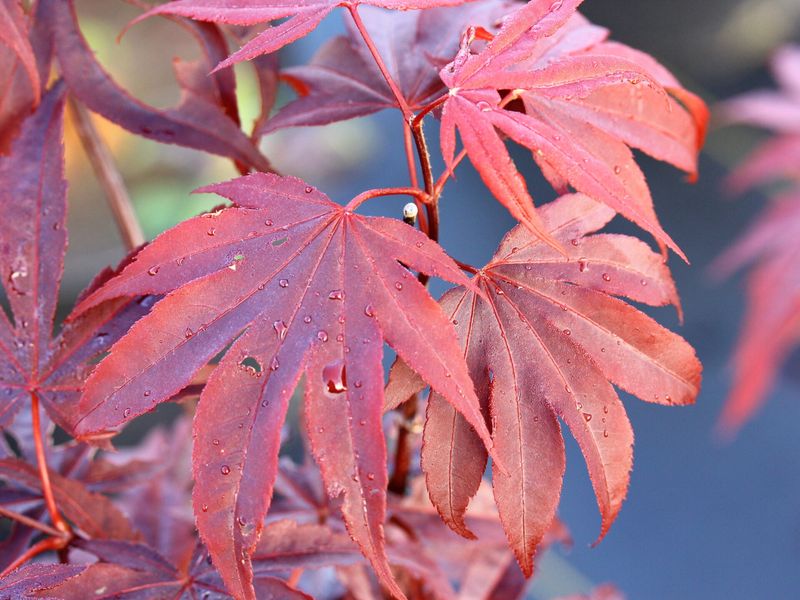 Japanese Maple "Moonfire"