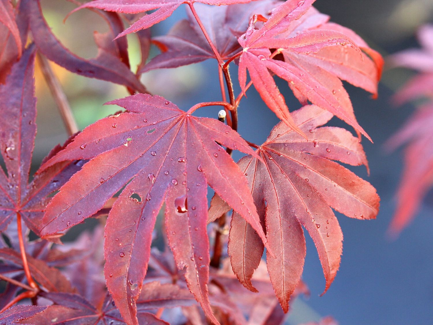 Japanese Maple "Moonfire", Size: 10g
