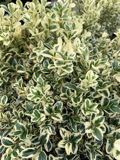 Variegated Boxwood, Size: 5g
