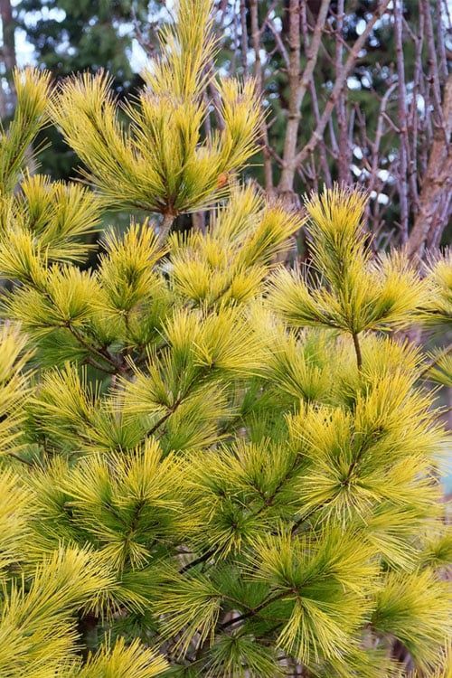 White Pine "Louie", Size: 20g