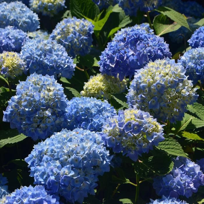 Bigleaf Hydrangea "Azure Skies", Size: 3g