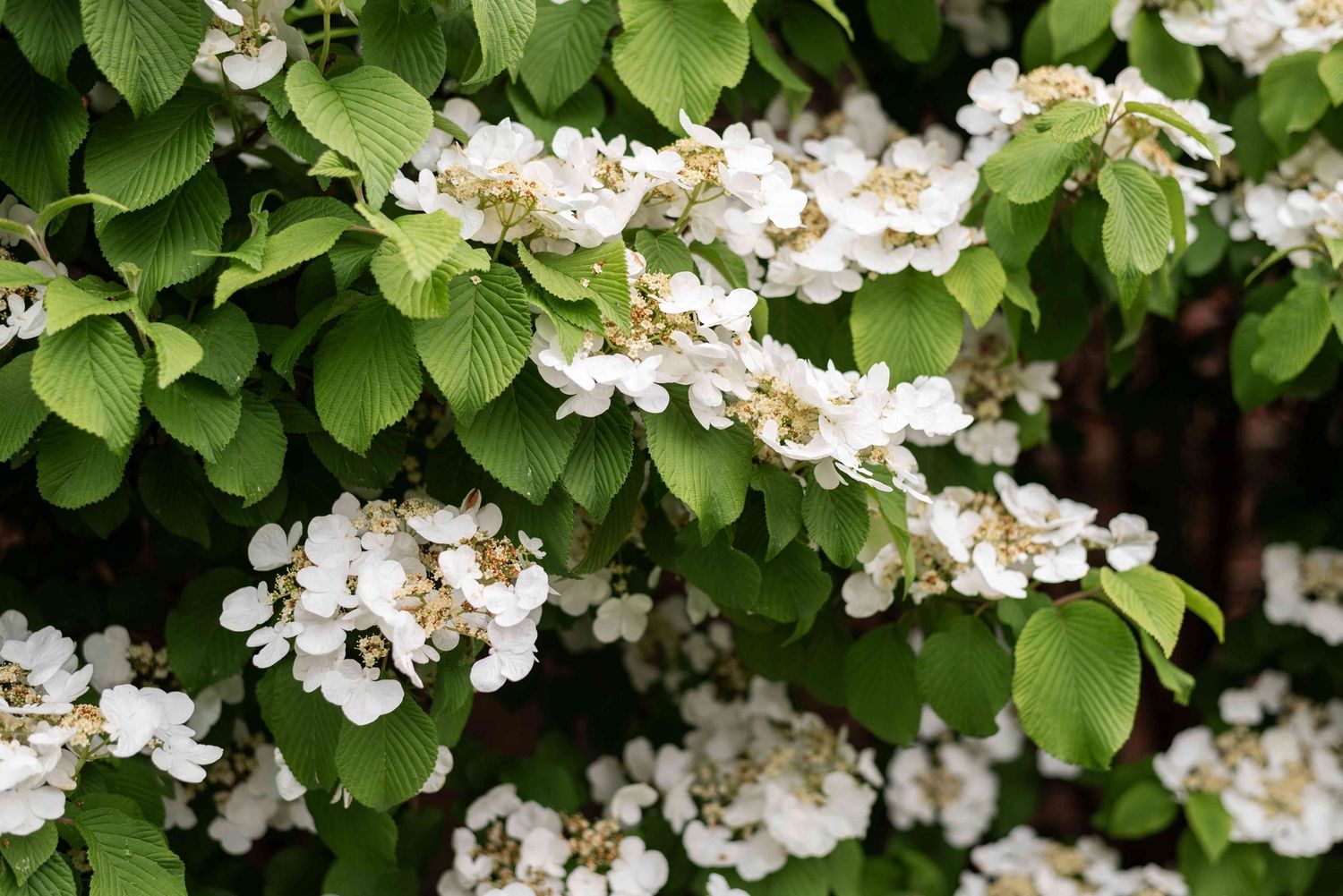 Climbing Hydrangea