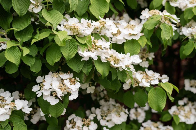 Climbing Hydrangea Vine