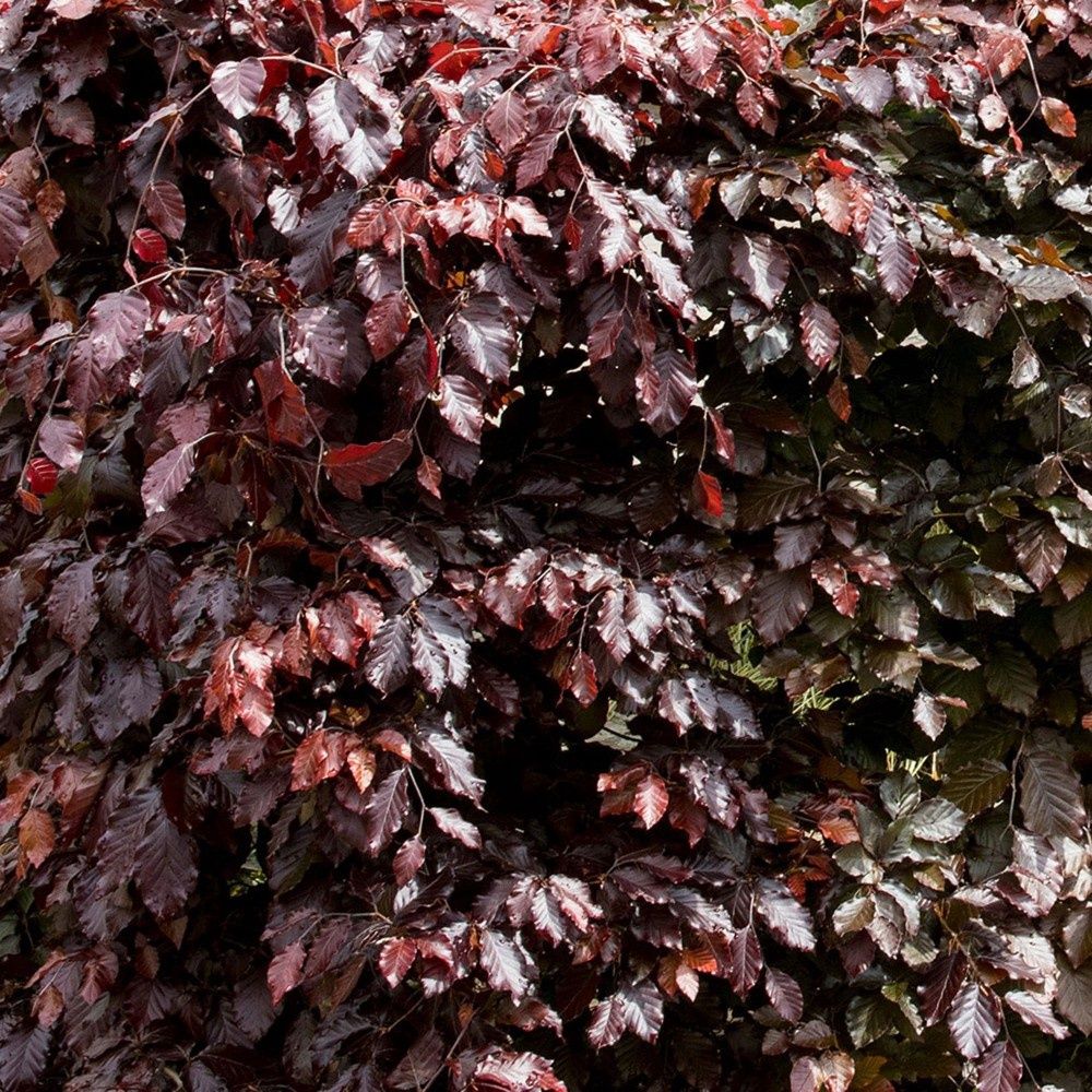European Beech "Atropurpurea (Purple Beech)"