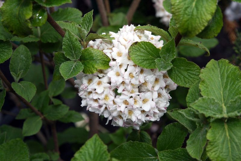Viburnum "Cayuga"