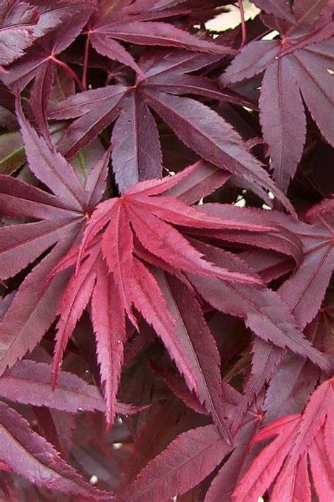 Japanese Maple "Emperor 1", Size: 20g