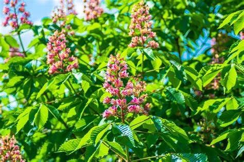 Red Horsechestnut "Briotii", Size: 20g
