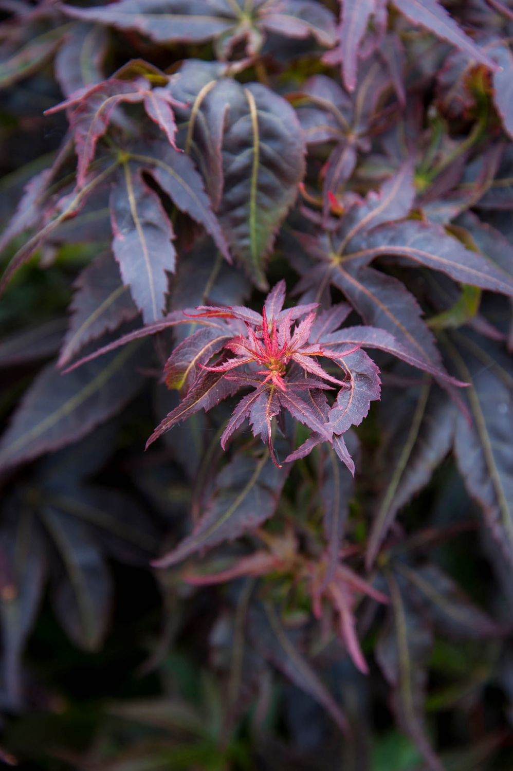 Japanese Maple "Kurenai Jishi"