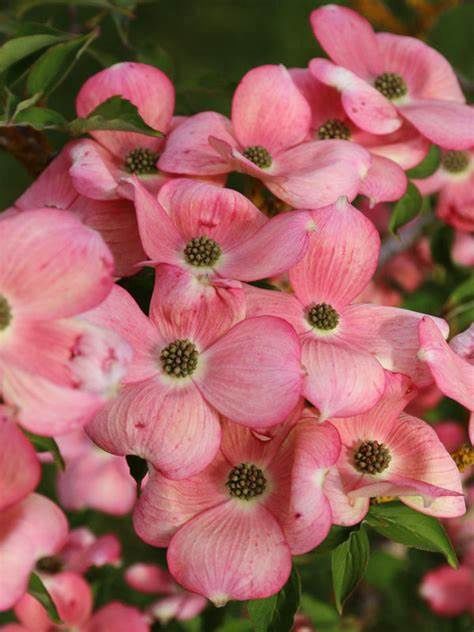 Dogwood Flowering Tree "Stellar Pink", Size: 25g 1 1/4"