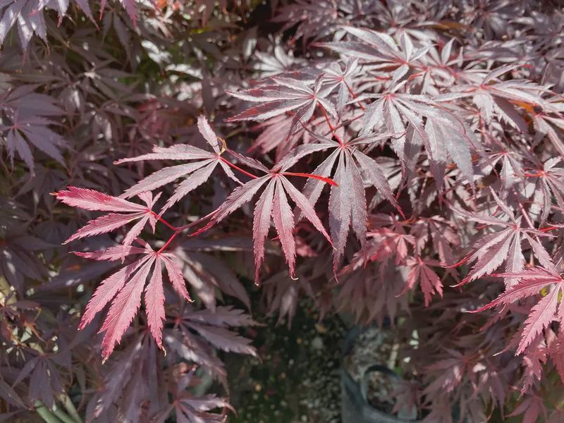 Japanese Maple "Burgundy Lace"