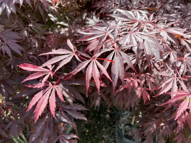 Japanese Maple "Burgundy Lace"
