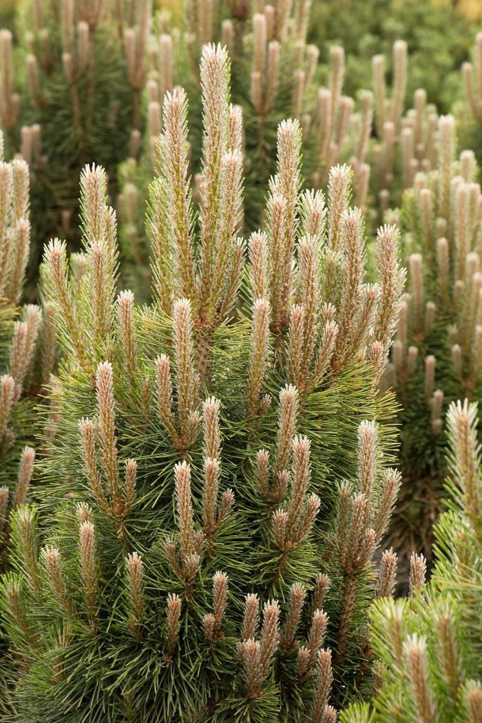 Pine