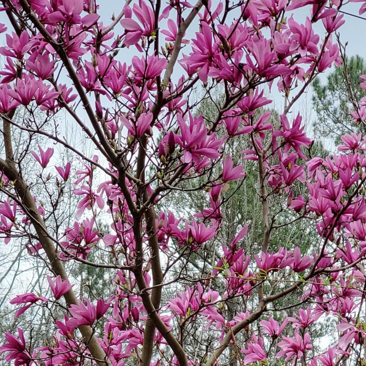 Magnolia "Ann", Size: 7g