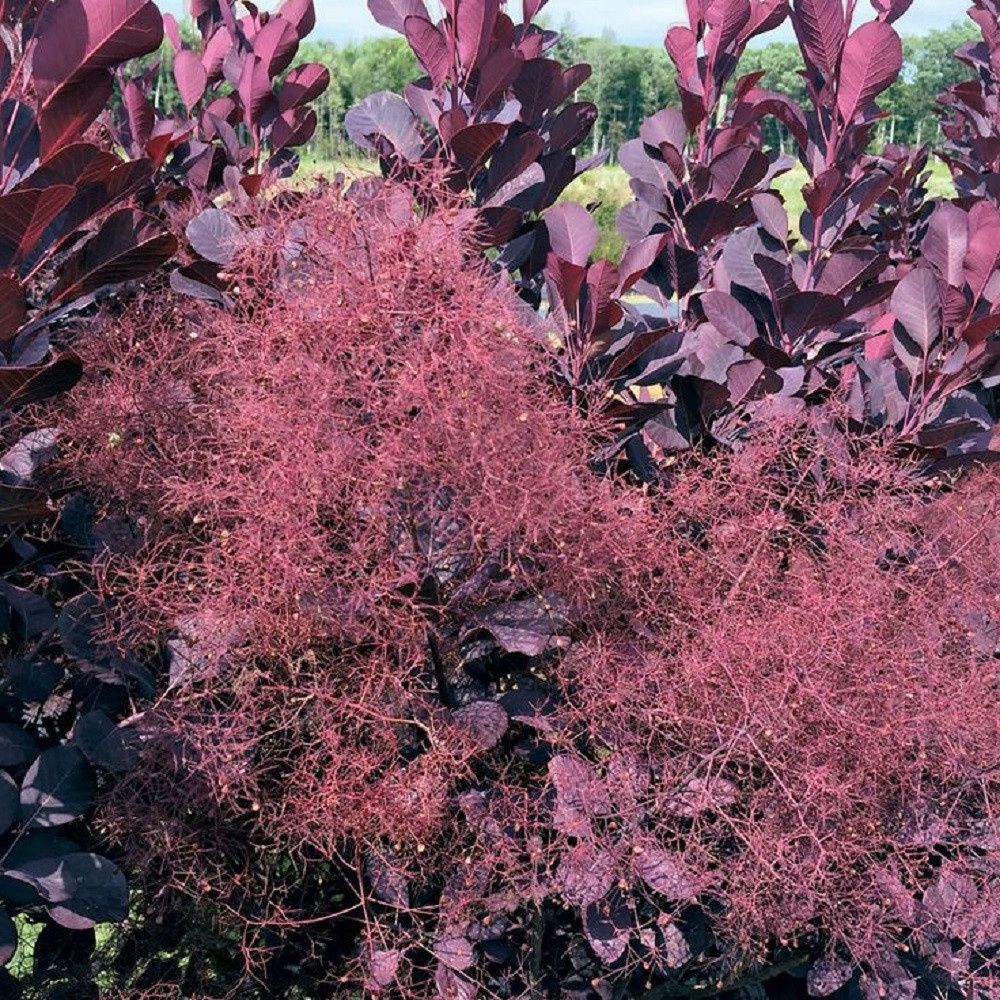 Smokebush "Winecraft Black", Size: 3g
