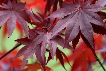 Japanese Maple "Ruth's Red", Size: 3g