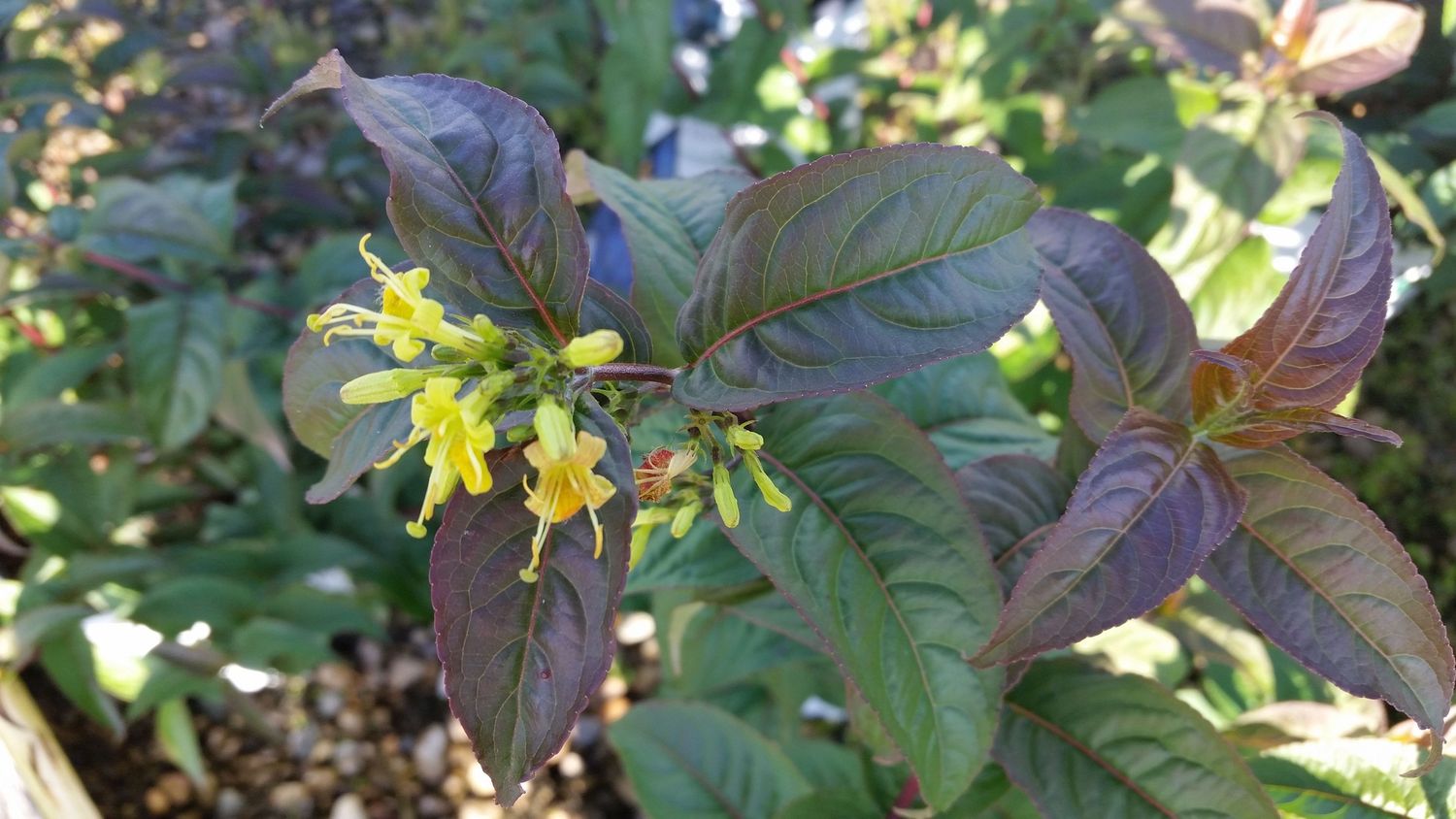 Honeysuckle Shrub "Kodiak Black", Size: 3g